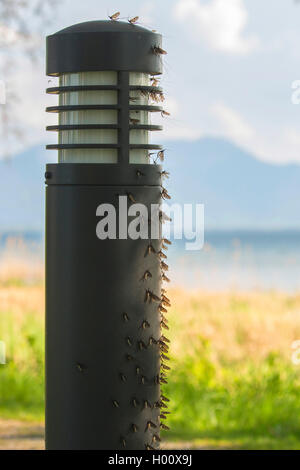 Gemeinsame mayfly Ephemera (Vulgata), viele eintagsfliegen auf der Lampe, Deutschland, Bayern, Chiemsee Stockfoto