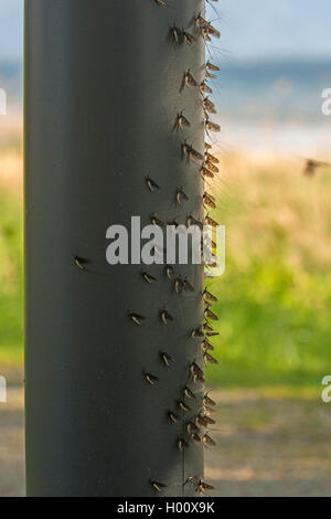 Gemeinsame mayfly Ephemera (Vulgata), viele eintagsfliegen auf der Lampe, Deutschland, Bayern, Chiemsee Stockfoto
