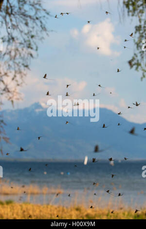Gemeinsame mayfly Ephemera (Vulgata), passenden Fluges vor alpine Landschaft, Deutschland, Bayern, Chiemsee Stockfoto