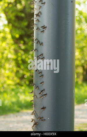 Gemeinsame mayfly Ephemera (Vulgata), sitzen an den downwind Seite einer Straßenlaterne, Deutschland, Bayern, Chiemsee Stockfoto
