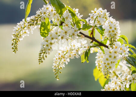 Europäische vogel Kirsche (Prunus padus, Padus Avium), Zweig mit Blüten im Gegenlicht, Deutschland, Bayern Stockfoto