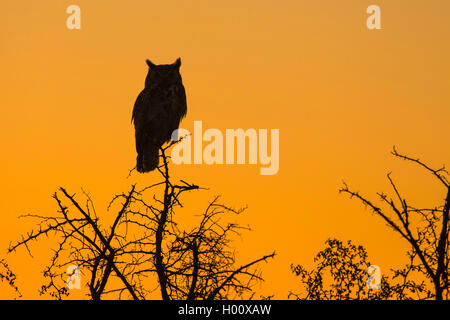 Great horned Owl (Bubo virginianus), sitzt auf einem Ast vor der roten Abendhimmel, USA, Arizona, Sonoran Stockfoto