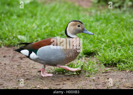 Beringt teal (Callonetta leucophrys), drake Stockfoto