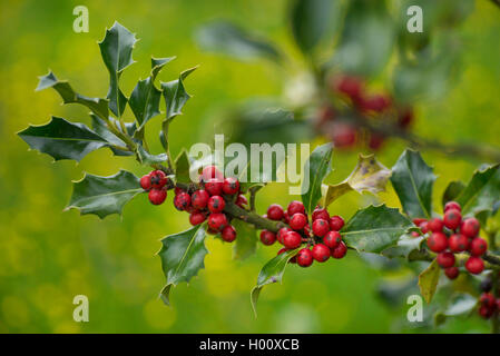 Gemeinsame Holly, Englisch Stechpalme (Ilex Aquifolium), fruchtenden Trieb, Deutschland, Bayern, Oberbayern, Oberbayern Stockfoto
