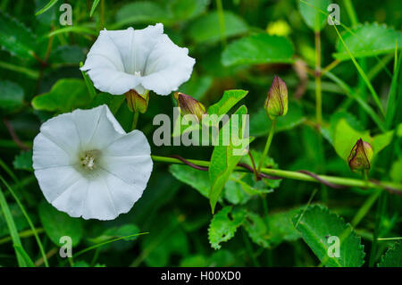 Bellbine, Hedge Ackerwinde Absicherung falsche Ackerwinde, Lady-Schlummertrunk, Rutland Schönheit, stärkere Winde (Calystegia Sepium, Convolvulus Sepium), blühen, Oberbayern, Oberbayern, Bayern, Deutschland Stockfoto