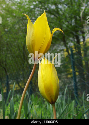 Wilde Tulpe (Tulipa Sylvestris), zwei Blumen, Deutschland Stockfoto