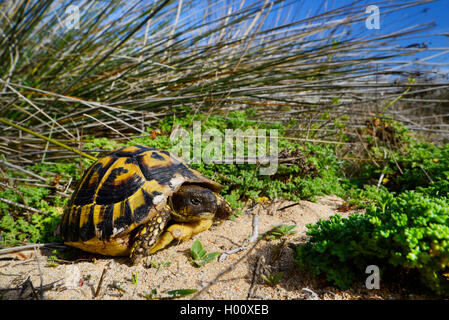 Hermann's Schildkröte, Griechische Landschildkröte (Testudo hermanni), in seinem Lebensraum, Spanien, Balearen, Menorca Stockfoto