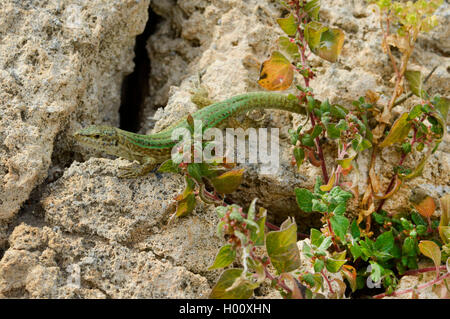 Ibiza wand Eidechse (Podarcis pityusensis, Lacerta pityusensis, Podarcis pityusensis pityusensis), abgebrochene Ibiza wand Eidechse am Hafen von Cala Rajada, Spanien, Balearen, Mallorca Stockfoto