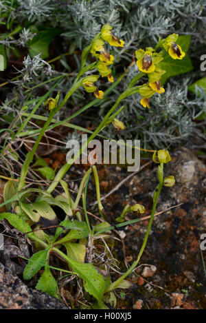 Gelbe Bienen-ragwurz (Ophrys lutea), blühende, Spanien, Balearen, Menorca Stockfoto