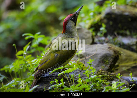 Grünspecht (Picus viridis), Suche Essen auf einem Stein, Seitenansicht, Schweiz, Sankt Gallen Stockfoto