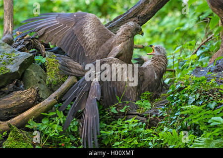 Schwarze Drachen, Yellow-billed Kite (MILVUS MIGRANS), zwei schwarze Drachen in Konflikt auf dem Boden, in der Schweiz, Sankt Gallen Stockfoto