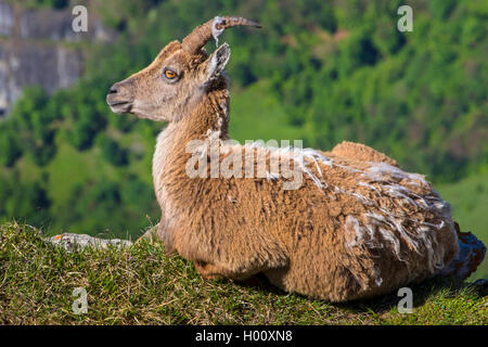 Alpensteinbock (Capra ibex, Capra ibex Ibex), doe im Wandel der Fell Lügen am Rand einer Klippe, Seitenansicht, Schweiz, Toggenburg, Chaeserrugg Stockfoto