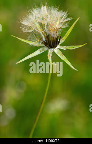 Orientalische goet's Beart, Jack-Go-To-Bed-At-Noon (tragopogon Tragopogon pratensis Subsp orientalis, orientalis), Fruchtkörper, Deutschland, Bayern, Murnauer Moos Stockfoto