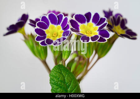 Schlüsselblume, Primel (Primula ilver Lace Schwarz', Primula Silber Spitze Schwarz, Primula x polyantha, Primula polyantha), Sorte Sorte Silber Spitze Schwarz Stockfoto