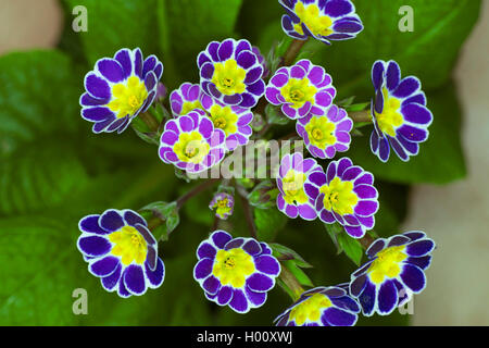 Schlüsselblume, Primel (Primula ilver Lace Schwarz', Primula Silber Spitze Schwarz, Primula x polyantha, Primula polyantha), Sorte Sorte Silber Spitze Schwarz Stockfoto