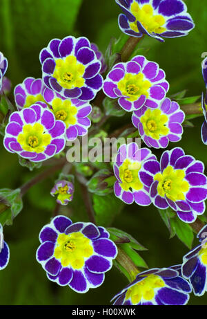 Schlüsselblume, Primel (Primula ilver Lace Schwarz', Primula Silber Spitze Schwarz, Primula x polyantha, Primula polyantha), Sorte Sorte Silber Spitze Schwarz Stockfoto