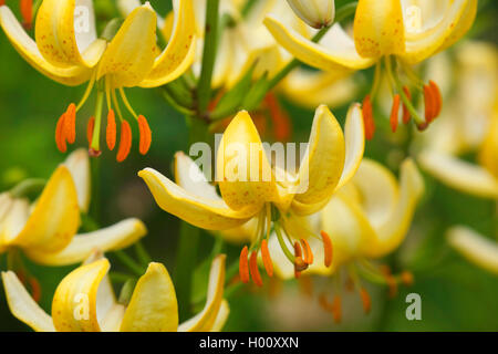 Der japanischen turk-cap Lilie (Lilium hansonii), Blumen Stockfoto