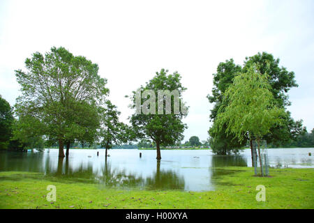 Hochwasser am Rhein, Deutschland, Baden-Württemberg Stockfoto