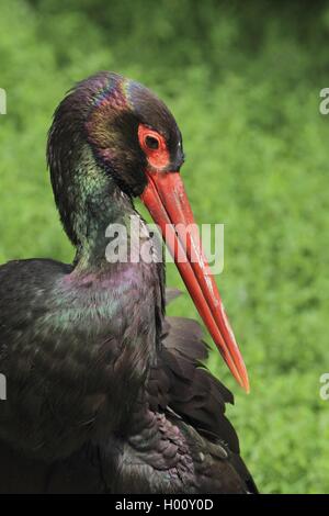 Schwarzstorch (Ciconia nigra), Portrait, Seitenansicht, Deutschland Stockfoto