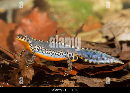 Bergmolch, Berg-Molch, Alpenmolch, Alpen-Molch (Triturus Alpestris, Ichthyosaura Alpestris, Mesotriton Alpestris), Maennchen im Stockfoto