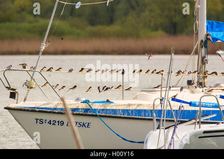 Rauchschwalbe (Hirundo rustica), viele Rauchschwalben ruhen auf einem segeln Boot nach einem Kälteeinbruch, Deutschland, Bayern, Chiemsee Stockfoto