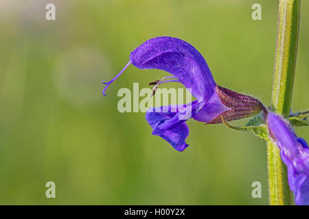 Wiese, Weide Clary Salbei (Salvia pratensis), Blume, Deutschland, Bayern Stockfoto