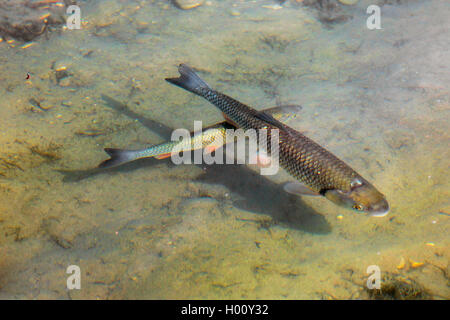 Döbel (Leuciscus cephalus), Schwimmen im seichten Wasser, Deutschland, Bayern, Riemer Siehe Stockfoto