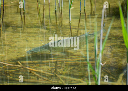 Gemeinsame Brachsen, Brassen, Karpfen Brassen (abramis Brama), männlich mit nuptial Färbung zu laichen, Deutschland, Bayern, Chiemsee Stockfoto