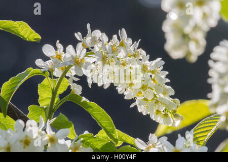 Europäische vogel Kirsche (Prunus padus, Padus Avium), blühen in den Hintergrundbeleuchtung, Deutschland, Bayern Stockfoto