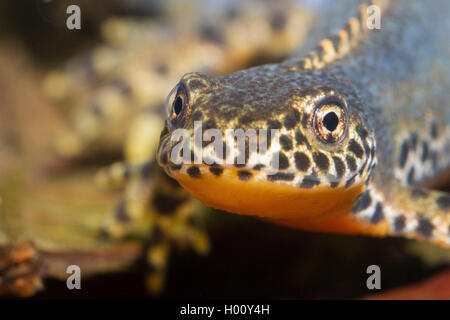 Bergmolch, Berg-Molch, Alpenmolch, Alpen-Molch (Triturus Alpestris, Ichthyosaura Alpestris, Mesotriton Alpestris), Portraet, Mae Stockfoto