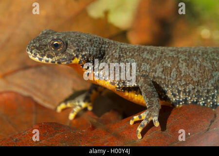 Bergmolch, Berg-Molch, Alpenmolch, Alpen-Molch (Triturus Alpestris, Ichthyosaura Alpestris, Mesotriton Alpestris), Porträt, Wei Stockfoto