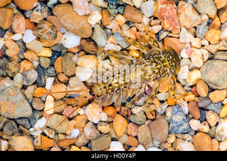 Mayfly (Ephemera spec.), Larve auf Kiesel Boden Stockfoto