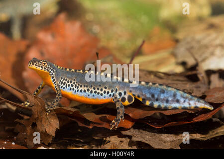 Bergmolch, Berg-Molch, Alpenmolch, Alpen-Molch (Triturus Alpestris, Ichthyosaura Alpestris, Mesotriton Alpestris), Maennchen im Stockfoto