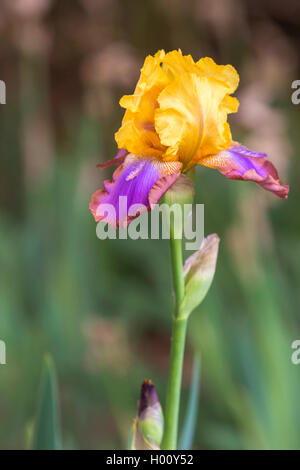 Fleur-de-Lis (Iris spec.), Blume, USA, Arizona Stockfoto