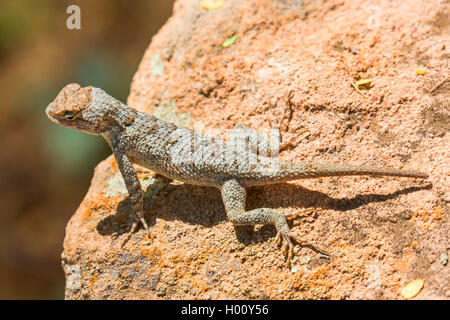 Clark's stachelige Echse (Sceloporus Clarkii), sitzt auf einem Stein in der Sonne, USA, Arizona Stockfoto