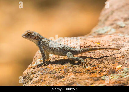 Clark's stachelige Echse (Sceloporus Clarkii), sitzt auf einem Stein in der Sonne, USA, Arizona Stockfoto