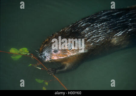 Eurasischen Biber, Europäischer Biber (Castor Fiber), Essen ein Zweig im Wasser, Deutschland, Bayern, Nationalpark Bayerischer Wald Stockfoto