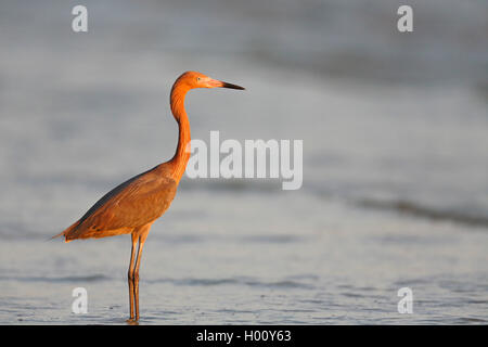 Rötlich Seidenreiher (Egretta rufescens), stehend im flachen Wasser am Meer im Abendlicht, Seitenansicht, USA, Florida Stockfoto