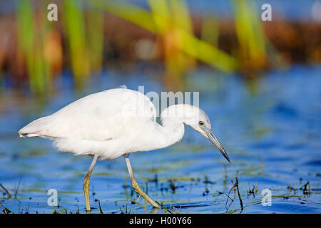 Little Blue Heron (Egretta caerulea), Heron in der jugendlichen Gefieder auf der Suche nach Beute im flachen Wasser, Seitenansicht, USA, Florida, Myakka River Stockfoto