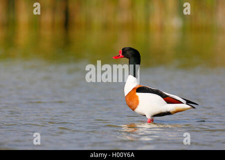 Brandente (Tadorna tadorna), männlich stehend im flachen Wasser, Seitenansicht, Niederlande, Friesland Stockfoto