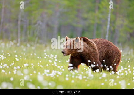 Europäische Braunbär (Ursus arctos arctos), Wandern durch blühende Wollgras, Seitenansicht, Finnland, Kainuu Stockfoto