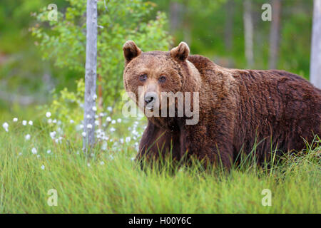 Europäische Braunbär (Ursus arctos arctos), Wandern durch Baumwolle - Gras, Seitenansicht, Finnland, Kainuu Stockfoto