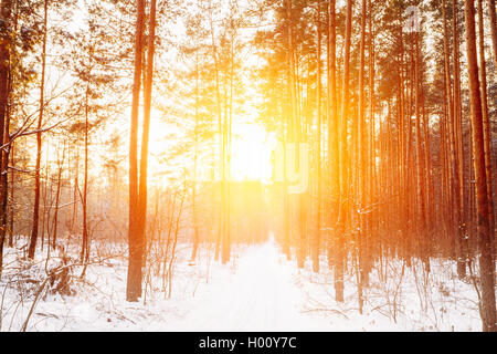 Erstaunlich schöne Sonnenuntergang Sonnenaufgang Sonne Sonnenschein im sonnigen Winter verschneiten Nadelwald. Stockfoto