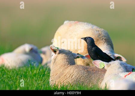 Dohle (Corvus monedula), stehend auf dem Rücken der Schafe und die Suche nach Parasiten, Niederlande, Friesland Stockfoto