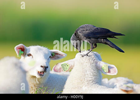 Dohle (Corvus monedula), steht auf dem Kopf einer Schaf- und Suche nach Parasiten, Niederlande, Friesland Stockfoto