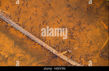 Moskitos, Stechmücken (Culicidae), viele Larven in einer seichten Pfütze, USA, Arizona Stockfoto