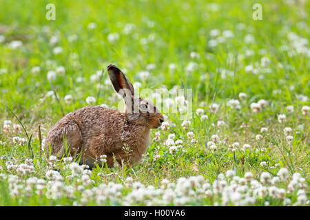 Europäische hase, feldhase (Lepus europaeus), sitzend auf einem Feld mit weißer Klee, Seitenansicht, Schweden, Oeland Stockfoto