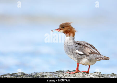 Gänsesäger (Mergus Merganser), Weibliche stehend mit offenen Wechsel auf einen Stein am Meer, Seitenansicht, Schweden, Oeland Stockfoto