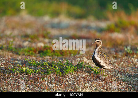 Europäische Goldregenpfeifer (Pluvialis apricaria), stehend in Fjell, Seitenansicht, Norwegen, Varangerhalbinsel Stockfoto