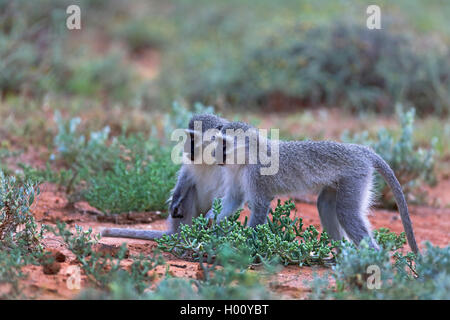 Savanna grivet Affe, Affe, Affe, Grüne Meerkatze (Cercopithecus aethiops), Paar auf dem Boden, Seitenansicht, Südafrika, Eastern Cape, Camdeboo National Park Stockfoto